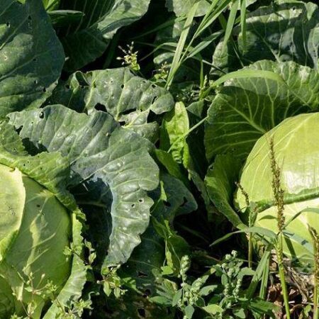 Капуста средняя Куизор, 20 семян