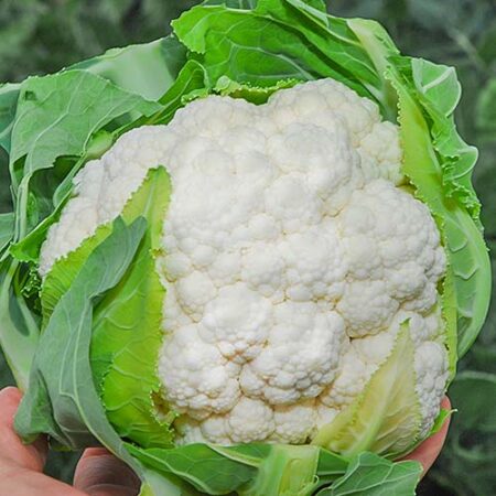 Капуста цветная Граффити , 10 семян